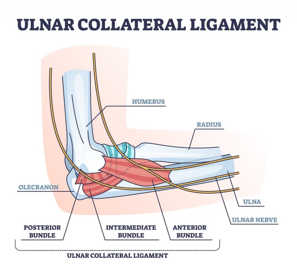 ulnar collateral ligament