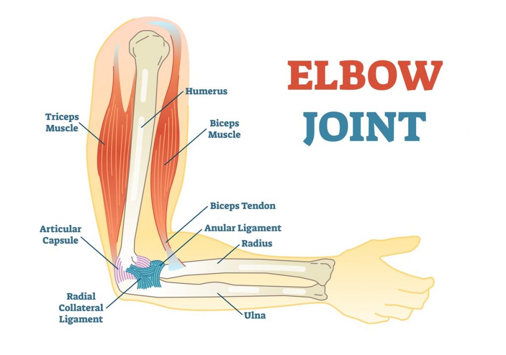 elbow anatomy