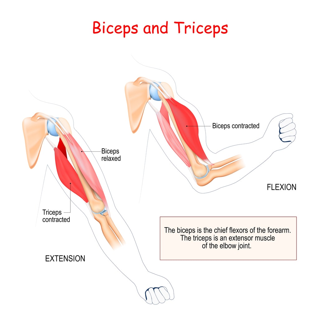 biceps and triceps