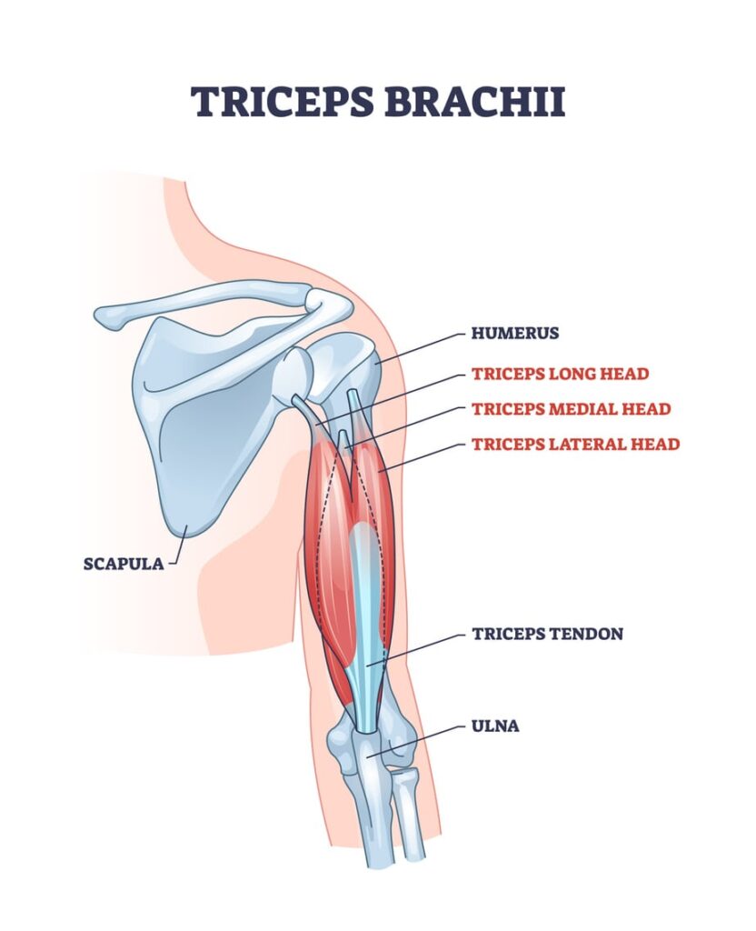 triceps brachii