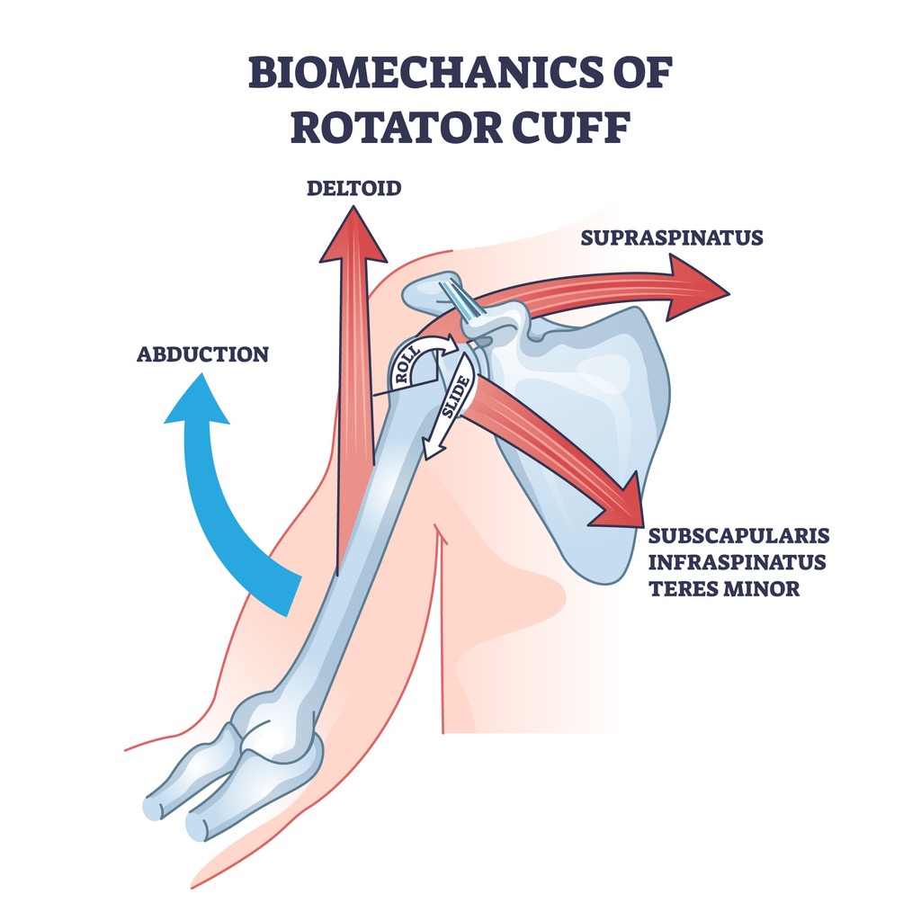 Shoulder anatomy diagram showing the rotator cuff with labeled muscles (supraspinatus, infraspinatus, teres minor) and the abduction movement plotted with arrows.