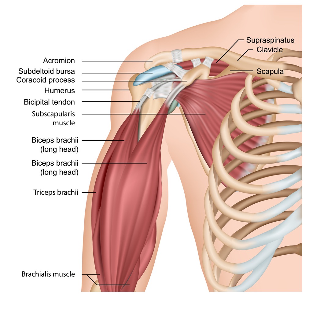 Anatomical diagram of the shoulder showing bones (clavicle, acromion, scapula, humerus) and labeled muscles around the joint, including biceps and deltoid.
